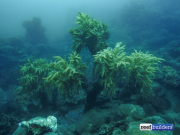 礁石建筑软珊瑚sinularia-1.jpg