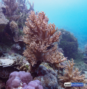 礁石建筑软珊瑚sinularia-11.jpg