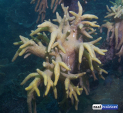 珊瑚礁建筑软珊瑚sinulia -3.jpg