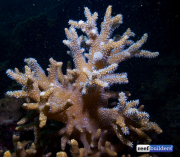 礁石建筑软珊瑚sinularia-4.jpg