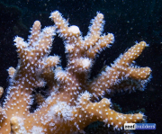 珊瑚礁建筑软珊瑚sinulia -6.jpg