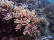 珊瑚礁建筑软珊瑚