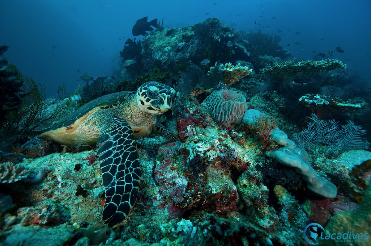 Sea-Turtle-Andaman-Islands