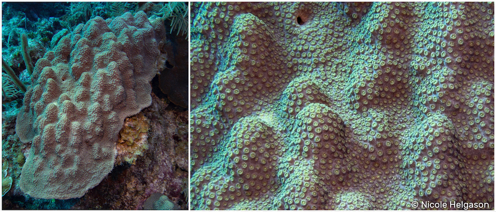 山区星珊瑚