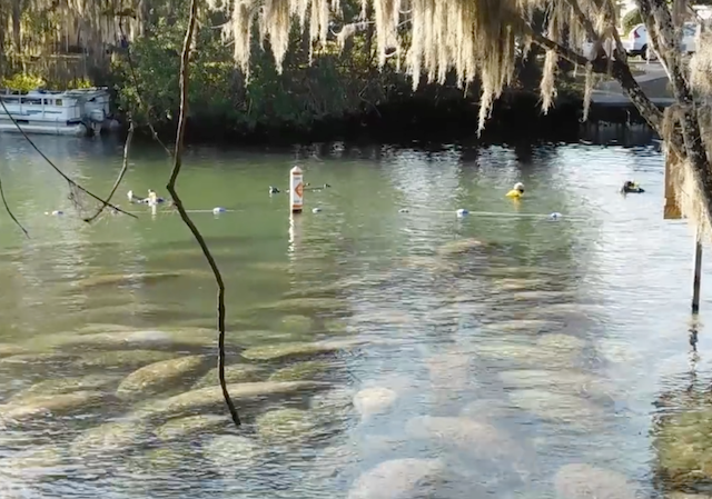 图片来源：佛罗里达州柑橘县:: Water Lover's Florida