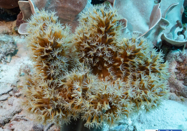 标签 毒菌 珊瑚礁建设者 珊瑚礁和manbext手机登录咸水水族馆博客 新万博苹果 新万博登录网址 Manbetx2 0ios下载